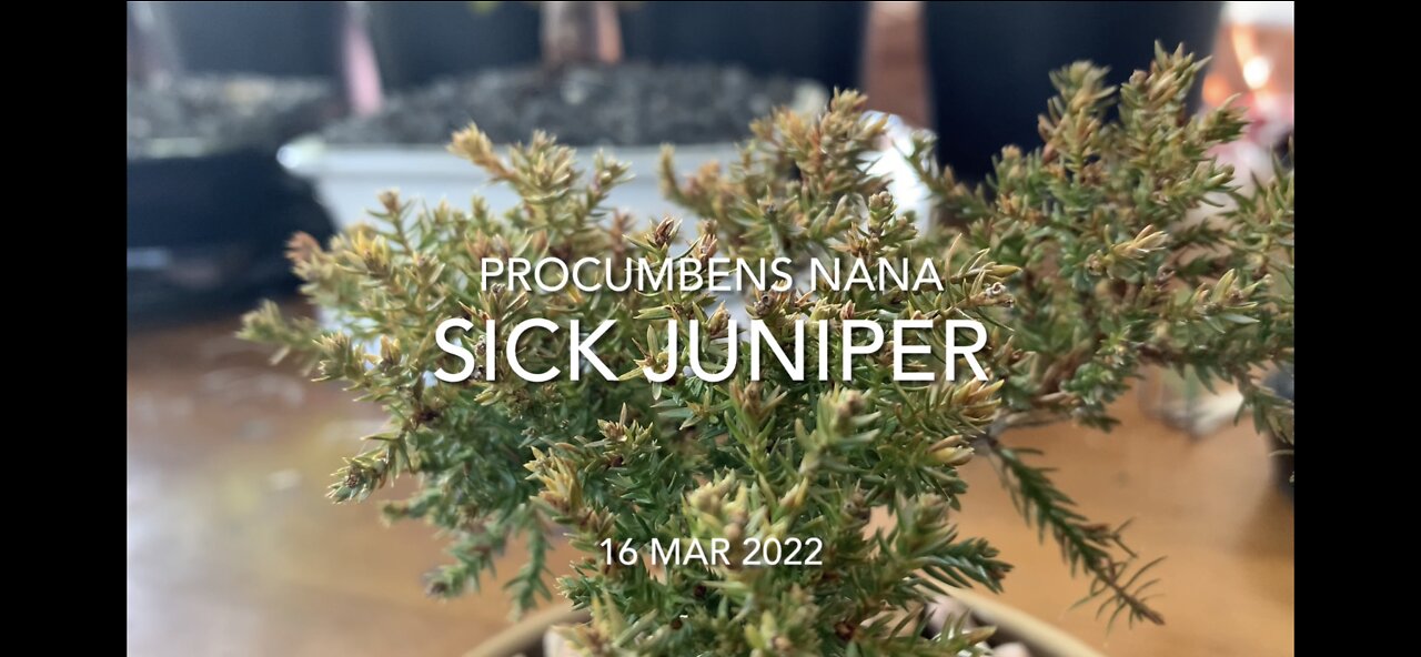 Sick Juniper