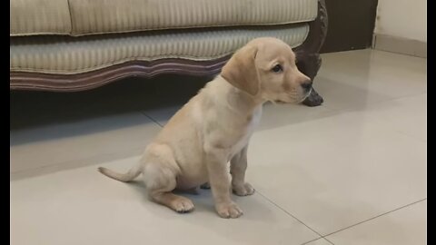 Labrador puppy training