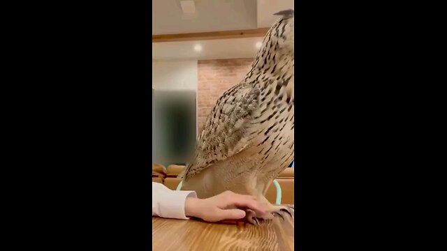 animals funny owl monkey cyte