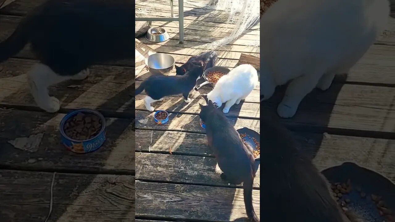 Feeding Feral Cats