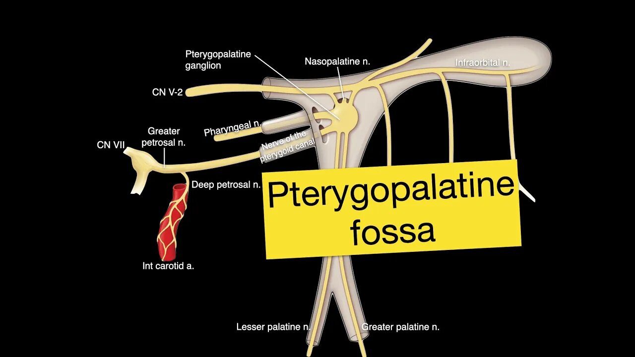 Pterygopalatine fossa