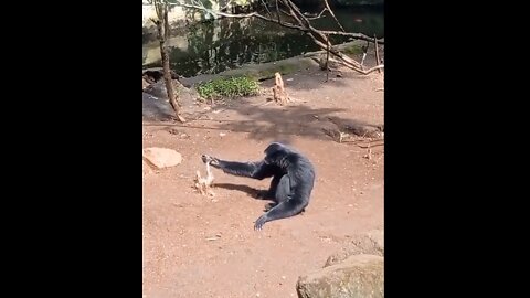 Flexible monkey