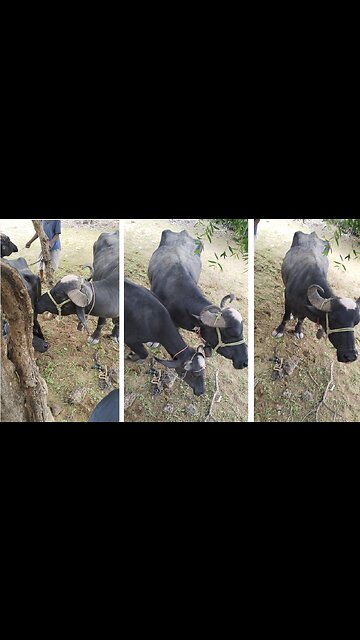 buffalo and bull making physical relation