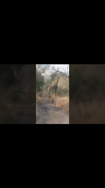 Giraffe Ignores Stalking Leopard Cub #shorts