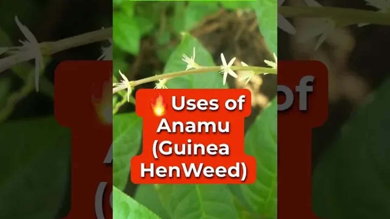 DR SEBI APPROVED ANAMU (GUINEA-HEN-WEED) #drsebi #anamu #anamubenefits