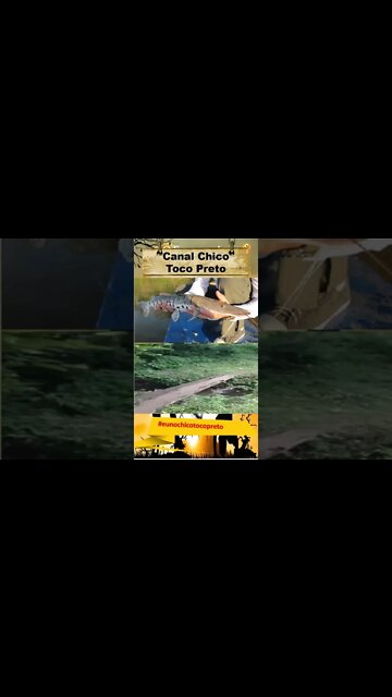 Tudo começou na Ponte Velha... Tem Coragem ? #shorts