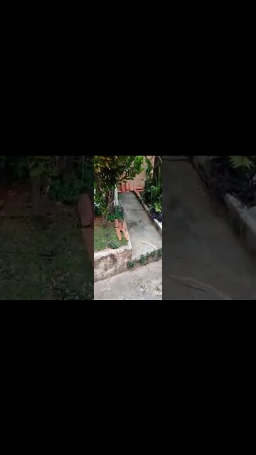 #dogshow , #animals , #dogs , #shorts