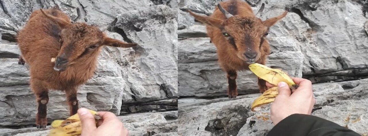 Watch how wild goats love to eat banana peels😁😍