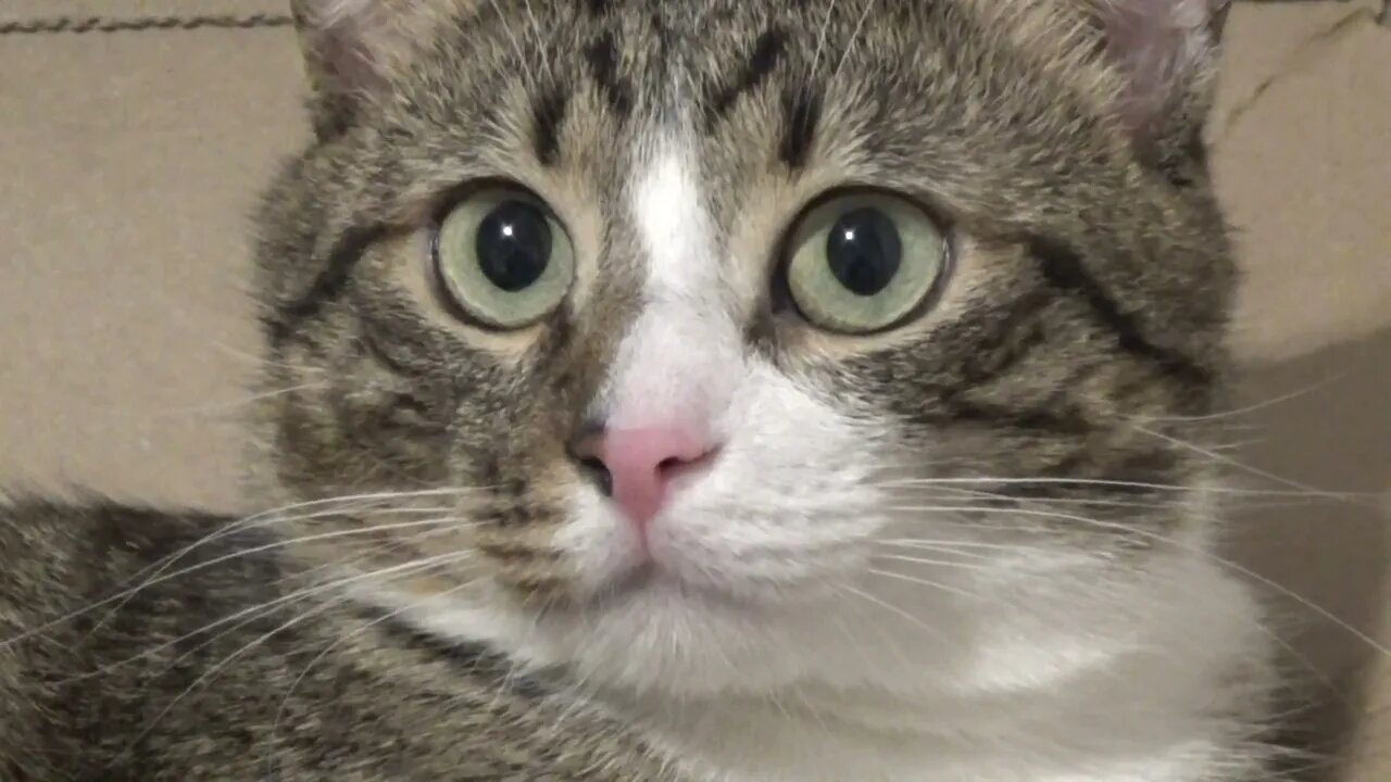 Cute Cat with Large Eyes Plays with Shoe Lace