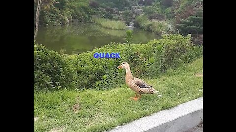 Hi Mr.QUACK