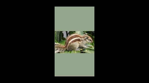 Indian palm squirrel