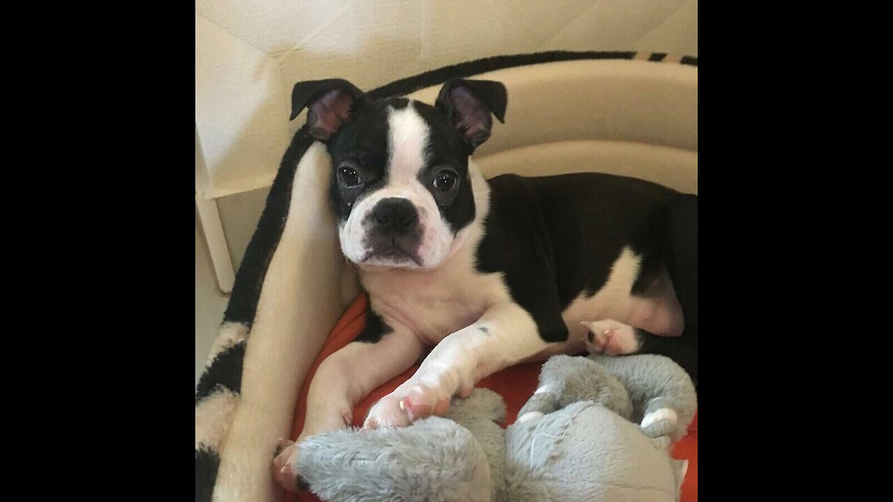 Roxy I Boston Terrier I