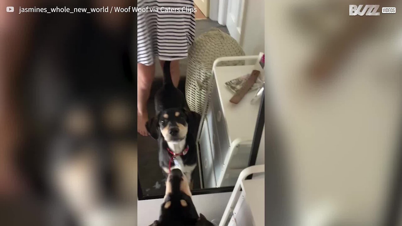 Dog barks at her own reflection in mirror