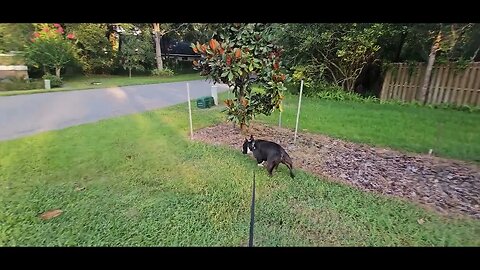 Watch American Bully Track a Bear! #pitbull #americanbullies #pitbulls