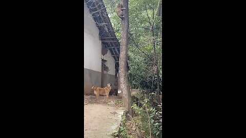 Dog and cat funny video must watch