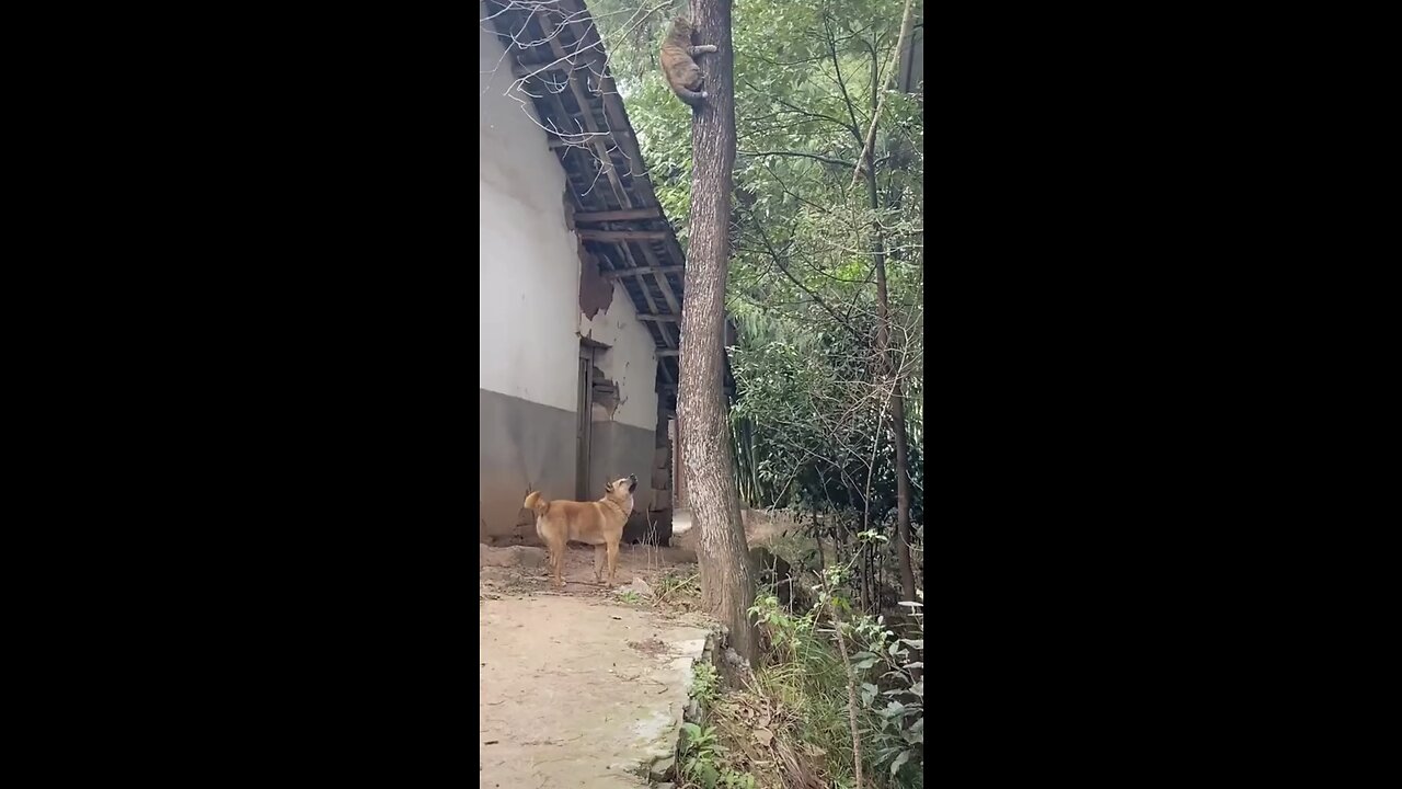 Dog and cat funny video must watch