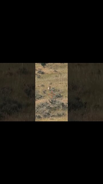 Hunting Coyotes #shorts #dog #animals #hunter #189