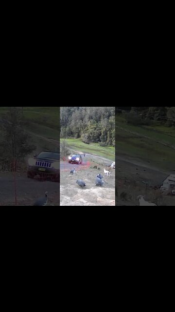 Animals happy to see owner