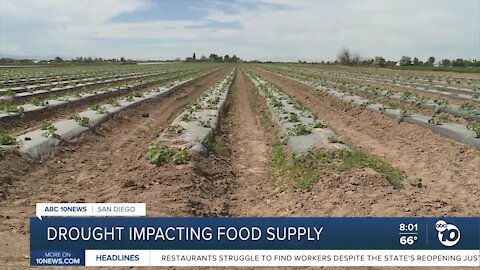 Drought impacting food supply