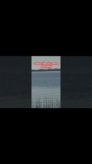 Duck gets BLASTED in Decoy Spread!