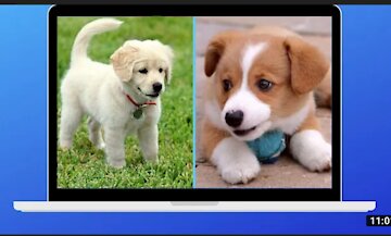 Dog Training