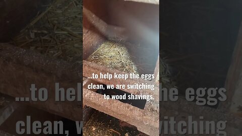 How do YOU keep your nesting boxes clean? #homesteading #shorts