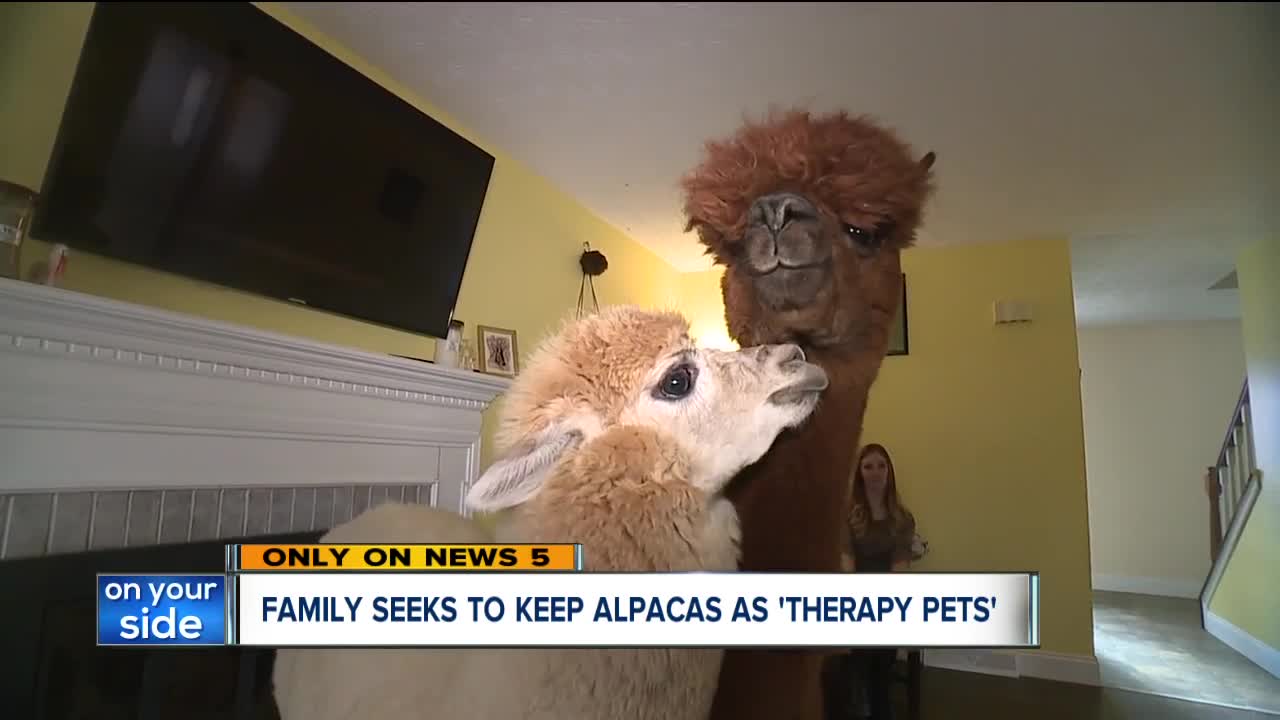 Stow family races against time to keep their alpacas as therapy pets after neighbor complaints