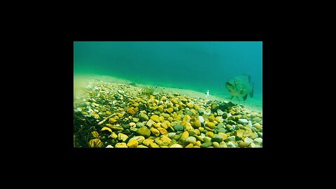 smallmouth on the beds