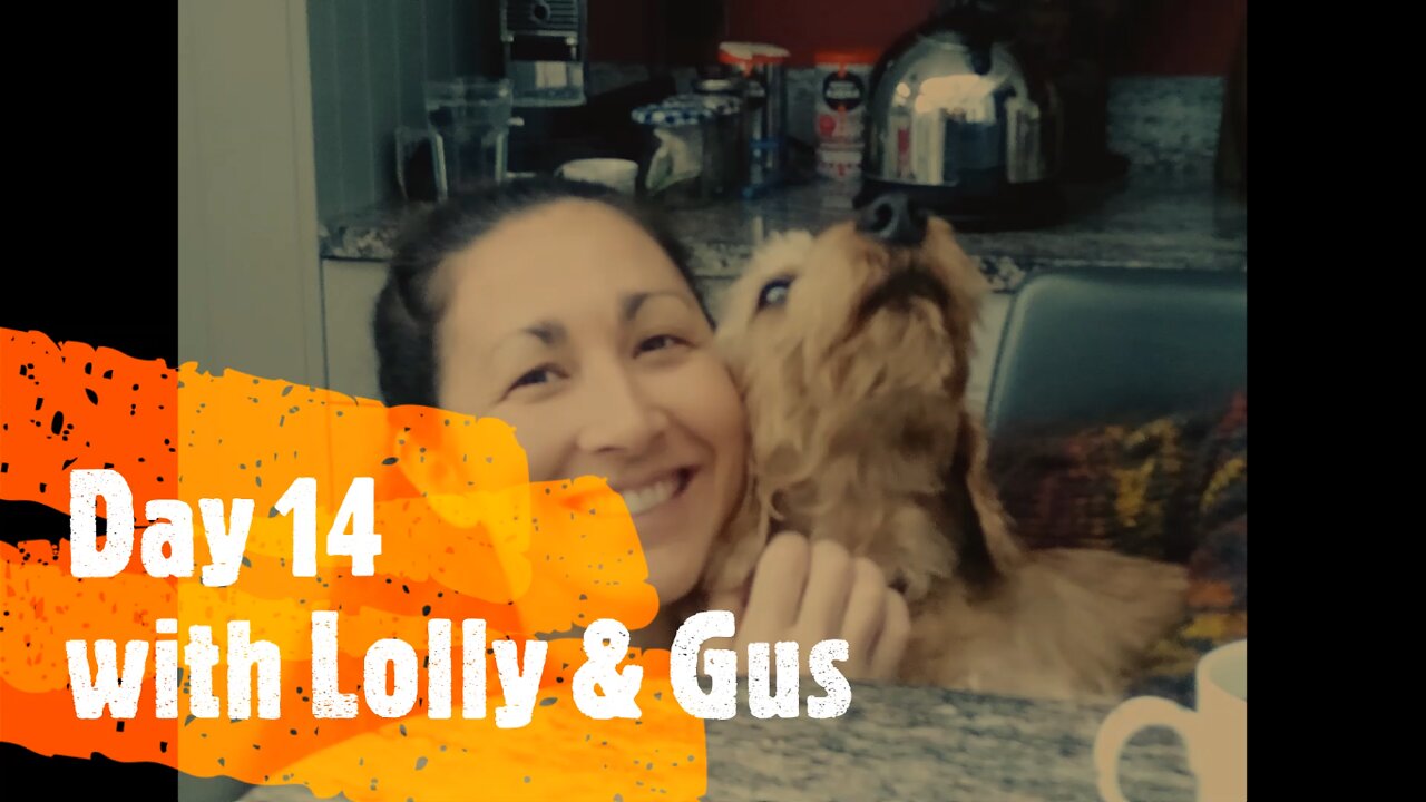 Happy Doggy Sitting Lolly & Gus Day 14