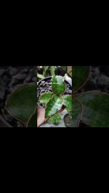 sansevieria macrophila