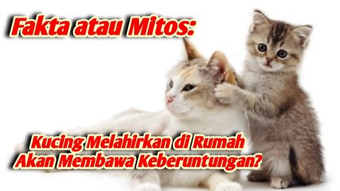 Fakta atau Mitos ? Kucing yang melahirkan di Rumah akan membawa keberuntungan #kucing #mitos #fakta