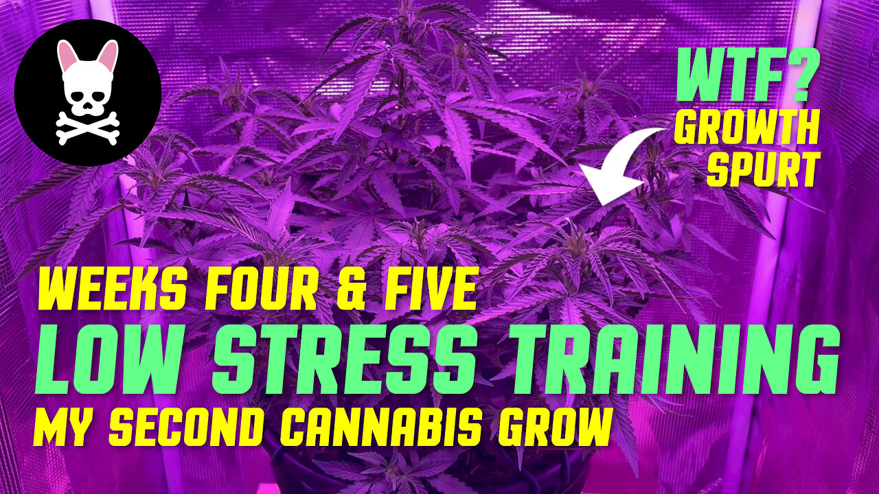 Cannabis Low Stress Training LST - Beginner Cannabis Grow - Part 5