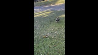 Funny dog running with big stick