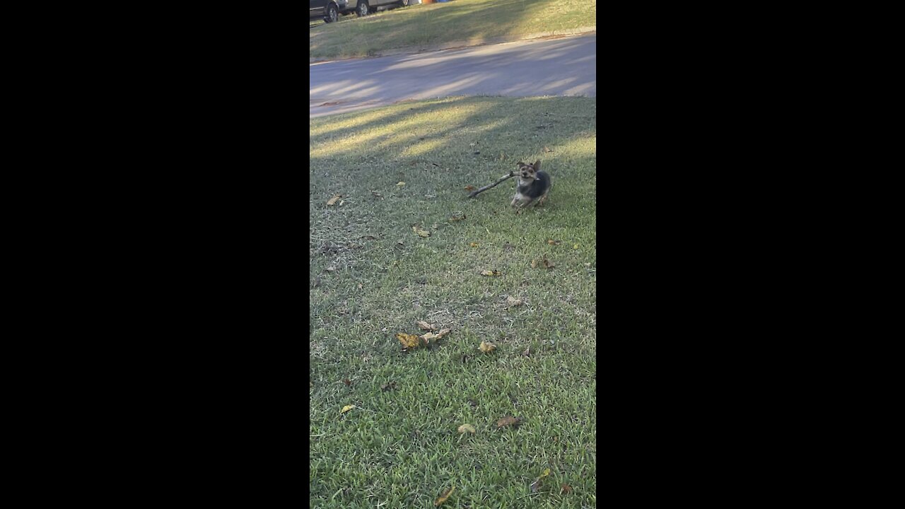 Funny dog running with big stick