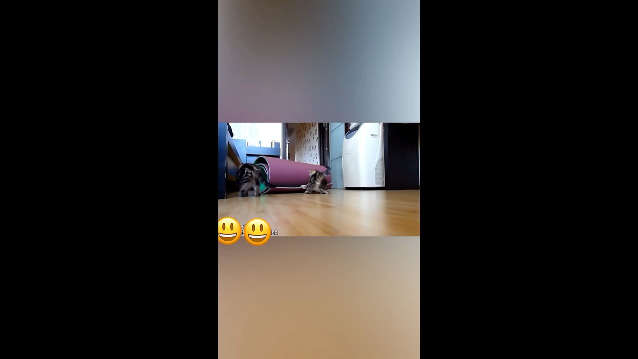 Cats playing with carpet 🐱 funny