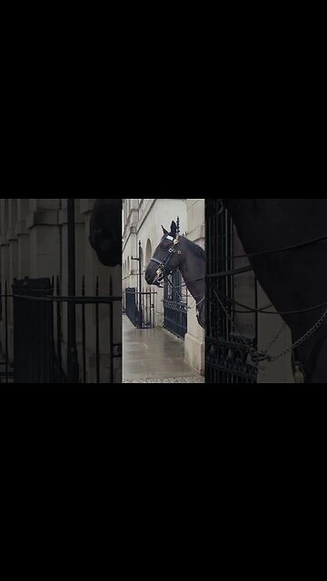 This horse loves a forehead rub #horseguardsparade
