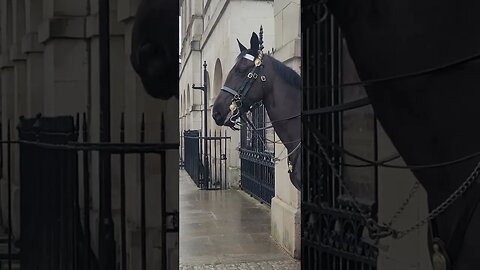 This horse loves a forehead rub #horseguardsparade