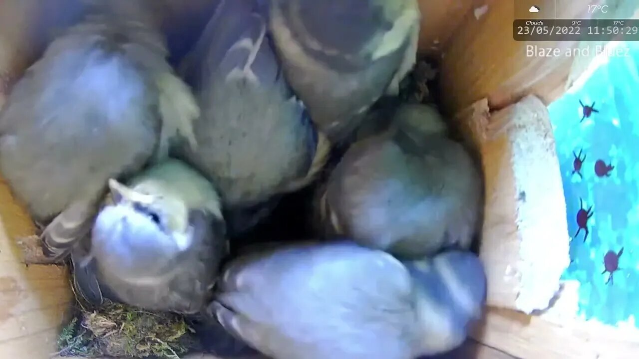 Blue Tit Mother Spring Cleaning Crowded Nest