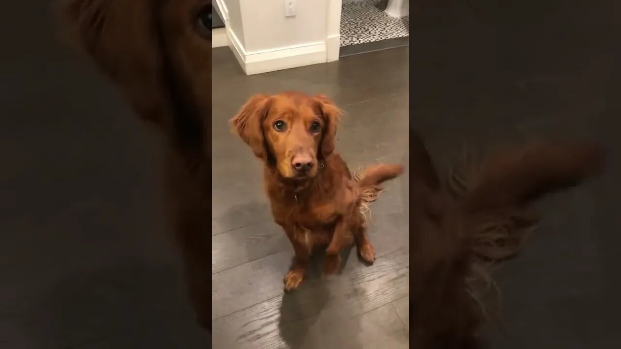 Not sure how he learned this other than trial and error