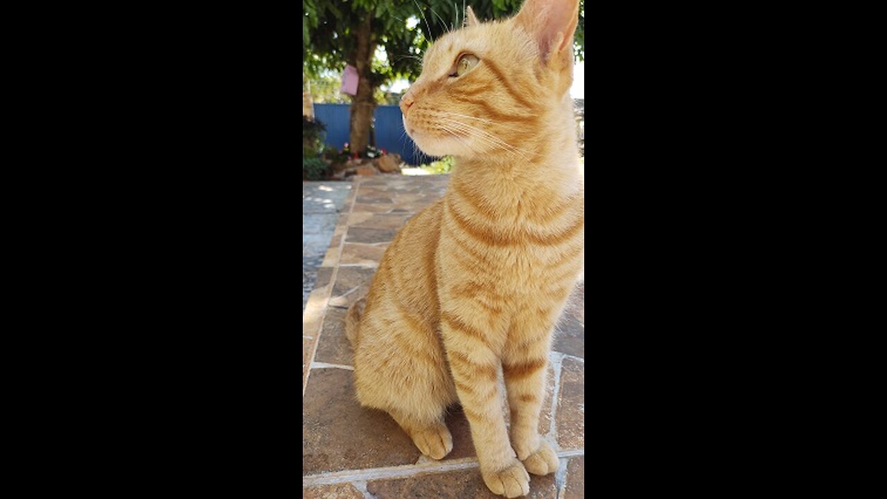 Diversão dos gatinhos com as cigarras