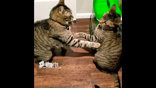 Cat Sibling Squabble #cat #tabbycat #shorts #short