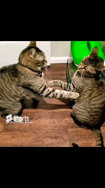 Cat Sibling Squabble #cat #tabbycat #shorts #short
