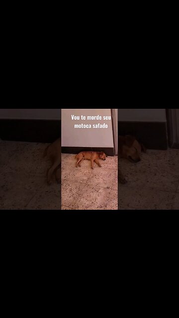 cachorro sonhando/ dog dreaming 😱 #shorts #viralshorts #dogs#dreaming