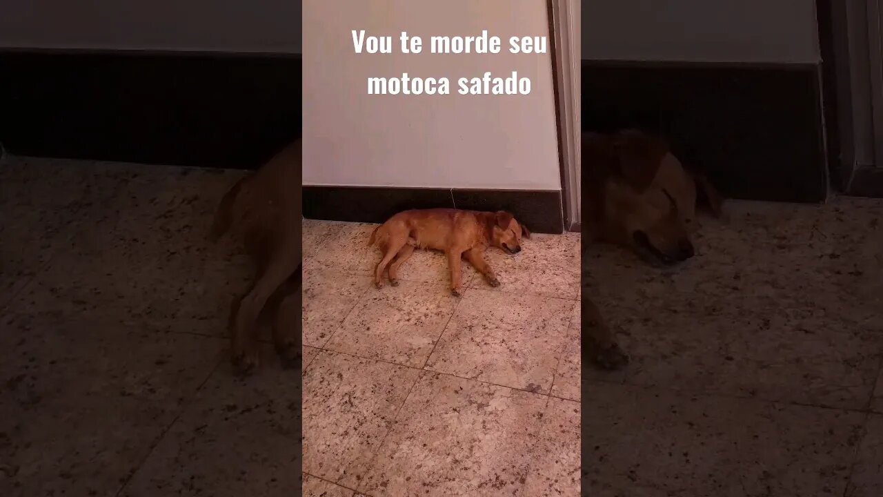 cachorro sonhando/ dog dreaming 😱 #shorts #viralshorts #dogs#dreaming