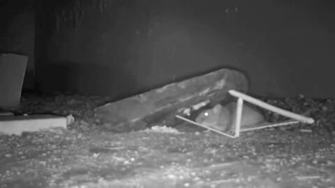 PRIMITIVE SURVIVAL, PIUTE Deadfall Expanded With Active Live Trail Cam