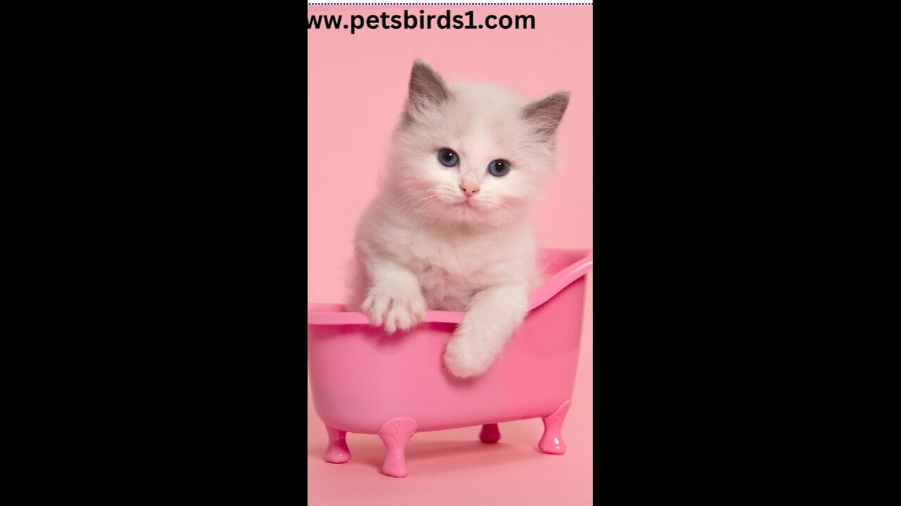 Benefits of raising cats | At home #pets_birds #raisingcats #raising_cats