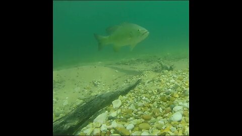 smallmouth on my underwater catch