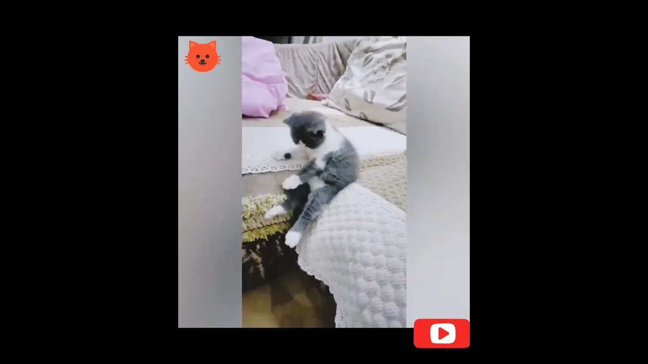 Fun With Very Cute Kitten #shorts #youtubeshorts #viral #kitten