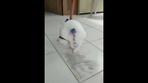 #Funnyshorts Funny Cats Compilations #shortsvideo