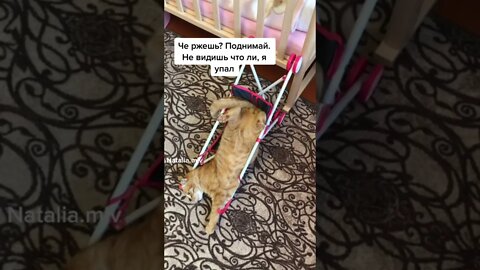 #shorts Смешные Коты Из Тик Тока 91 Funny Cats From Tiktok
